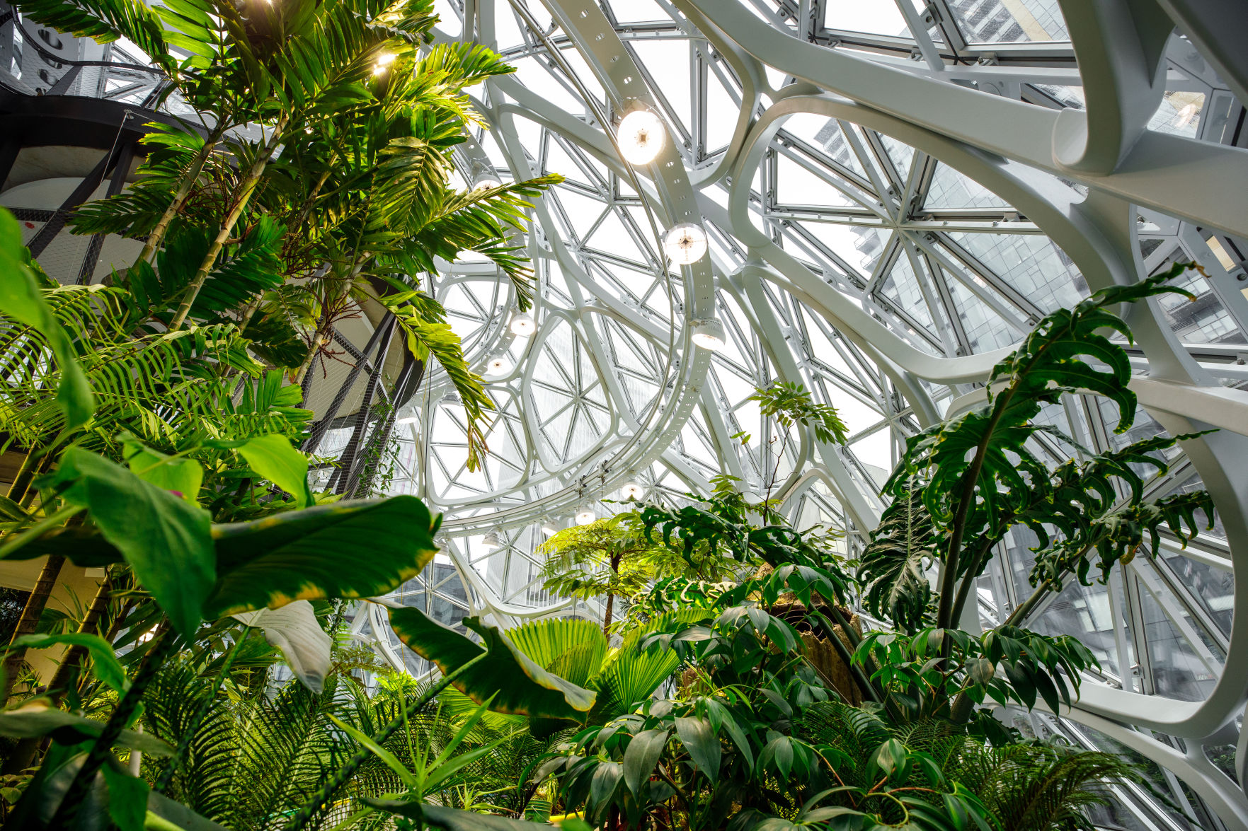Amazon Spheres